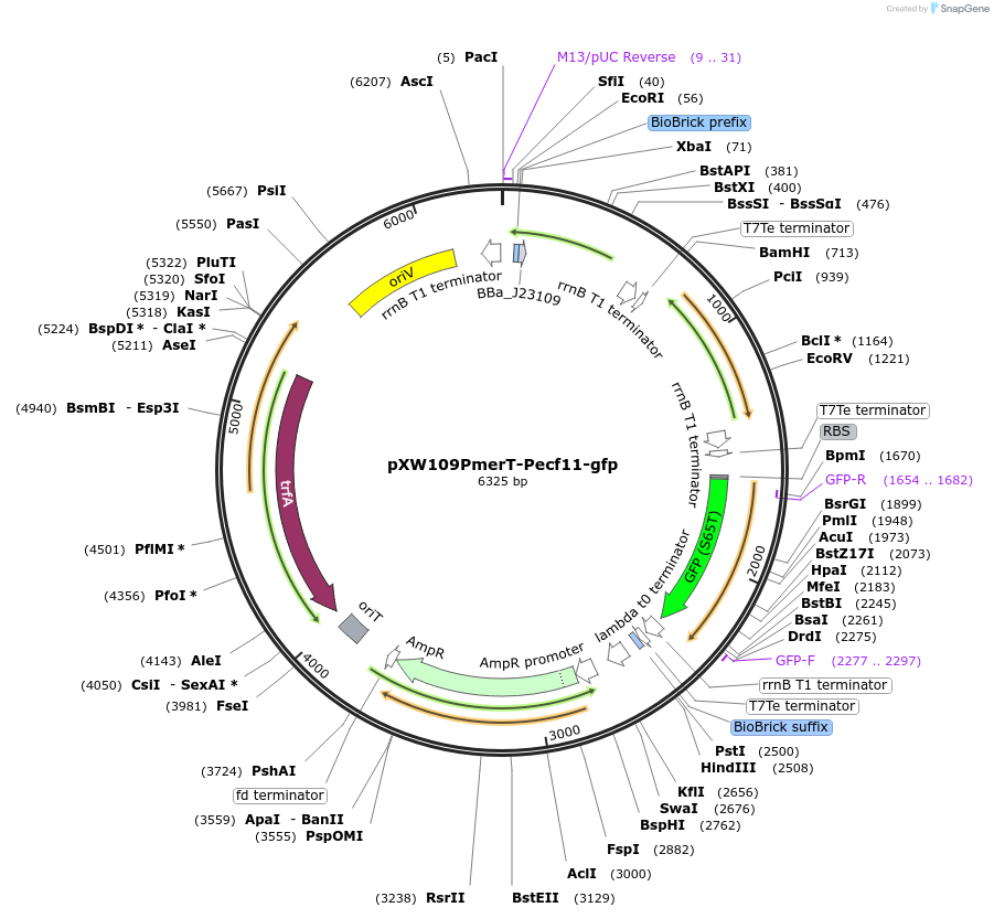 160822-plasmid-map-sequence-id-318577