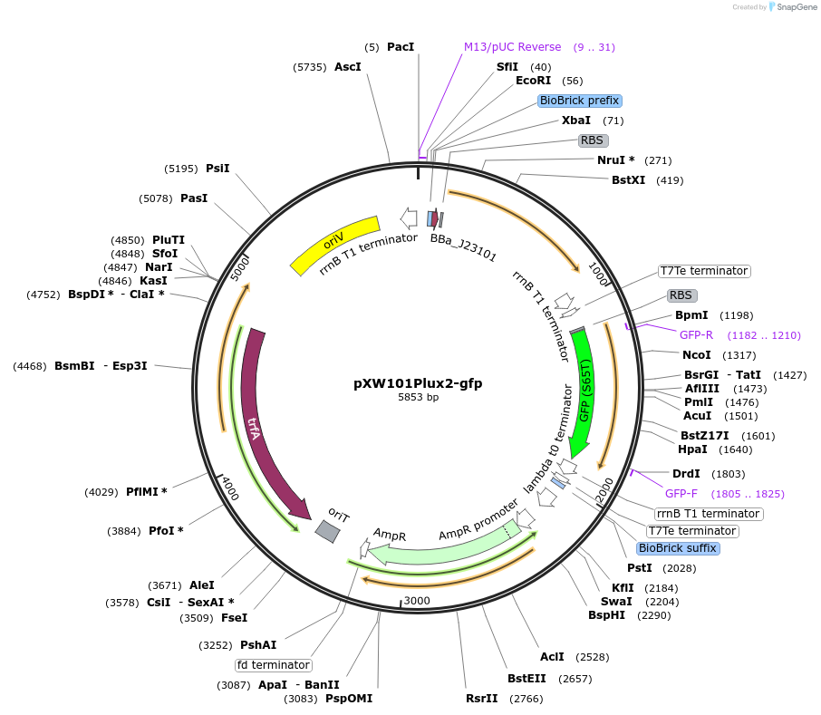160819-plasmid-map-sequence-id-318580