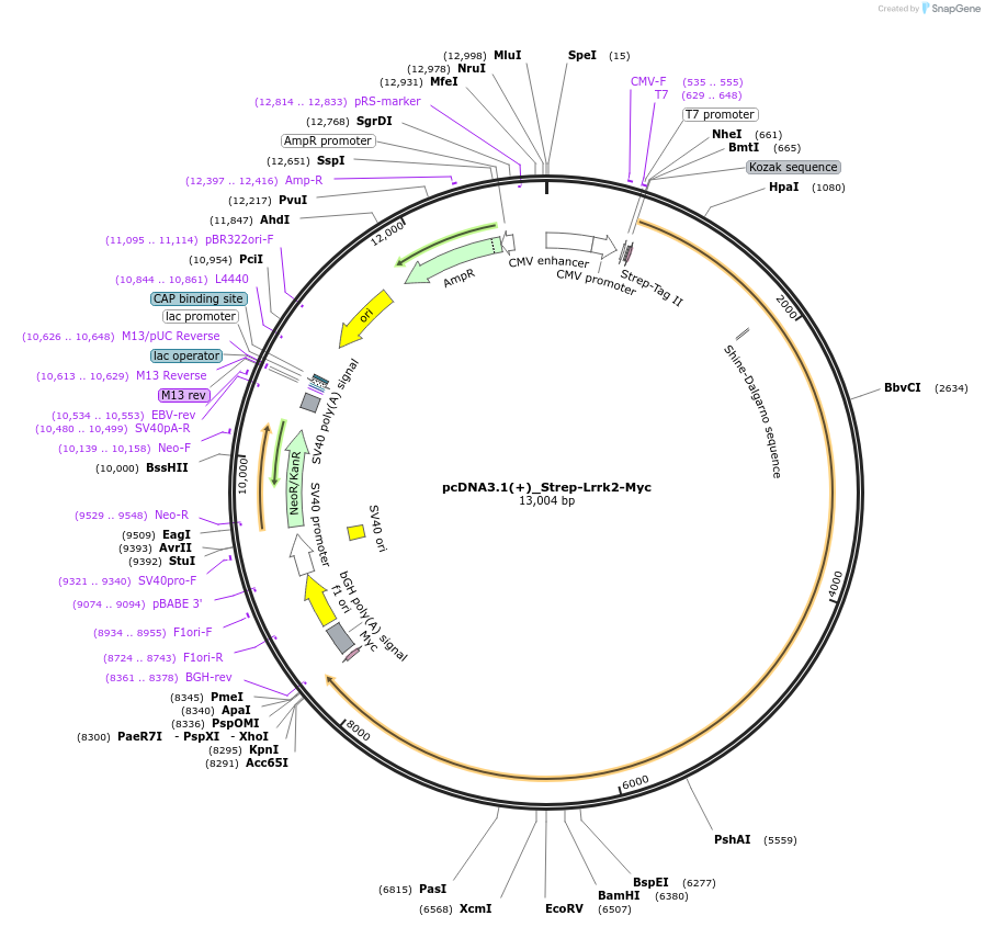 161582-plasmid-map-sequence-id-318585