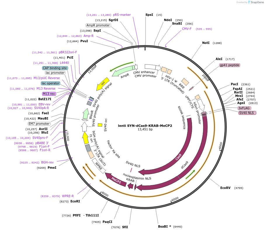 155365-plasmid-map-sequence-id-318590