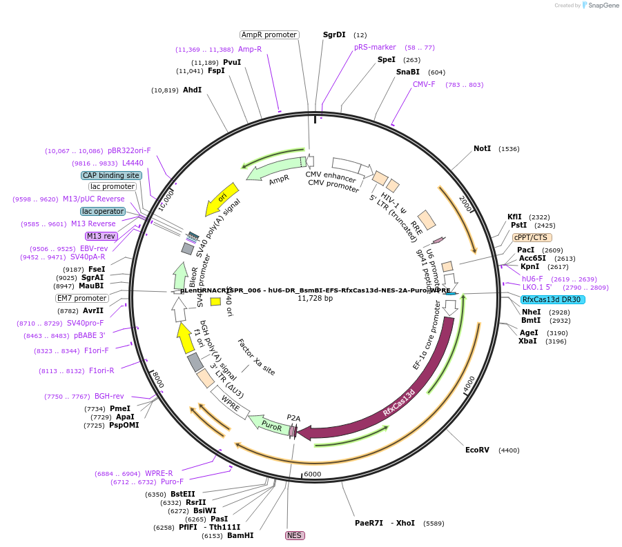 138148-plasmid-map-sequence-id-318593