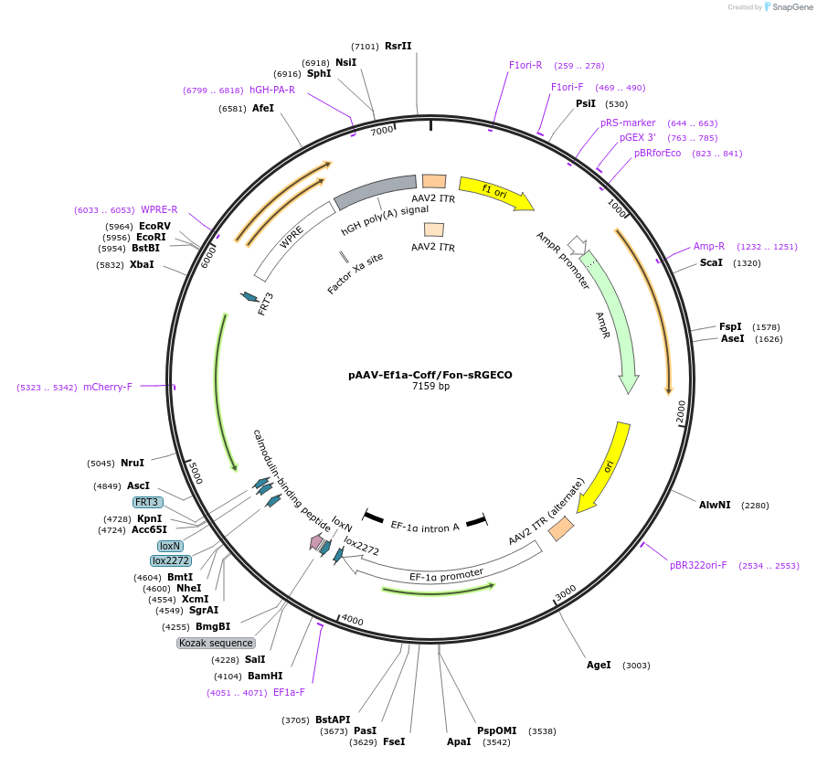 137128-plasmid-map-sequence-id-318624