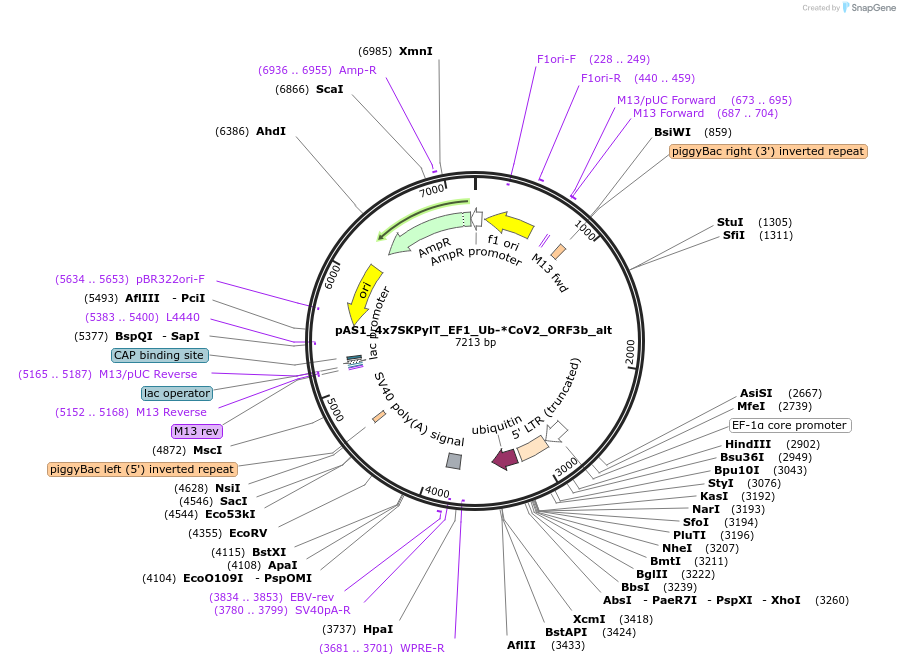 162821-plasmid-map-sequence-id-318628