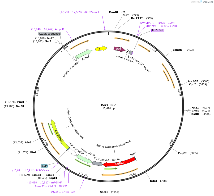 160293-plasmid-map-sequence-id-318636
