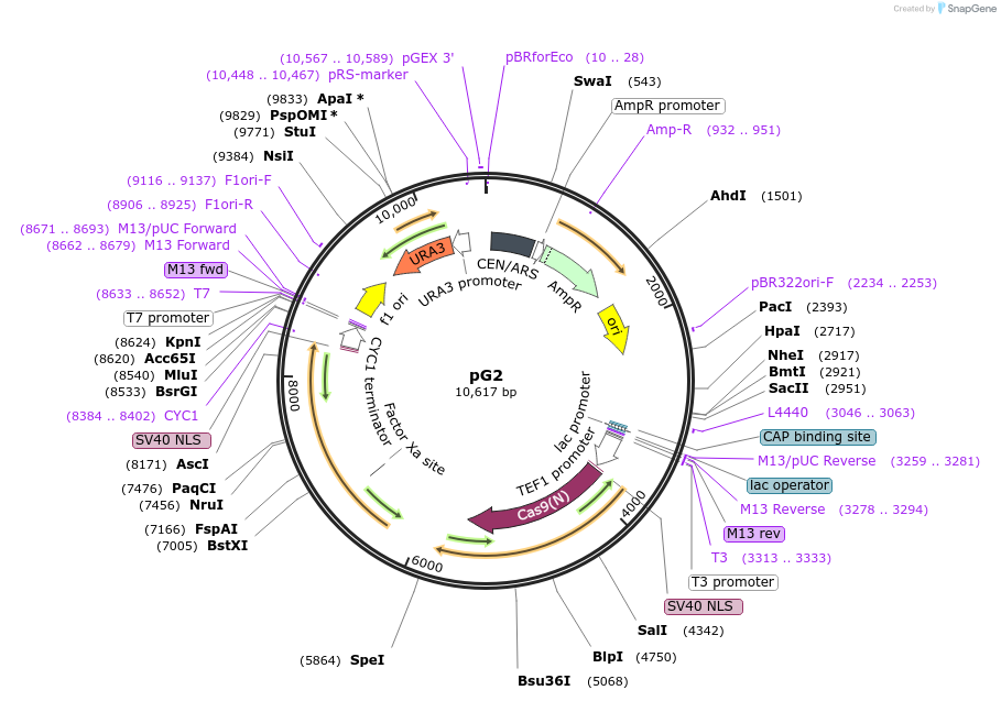 162603-plasmid-map-sequence-id-318638