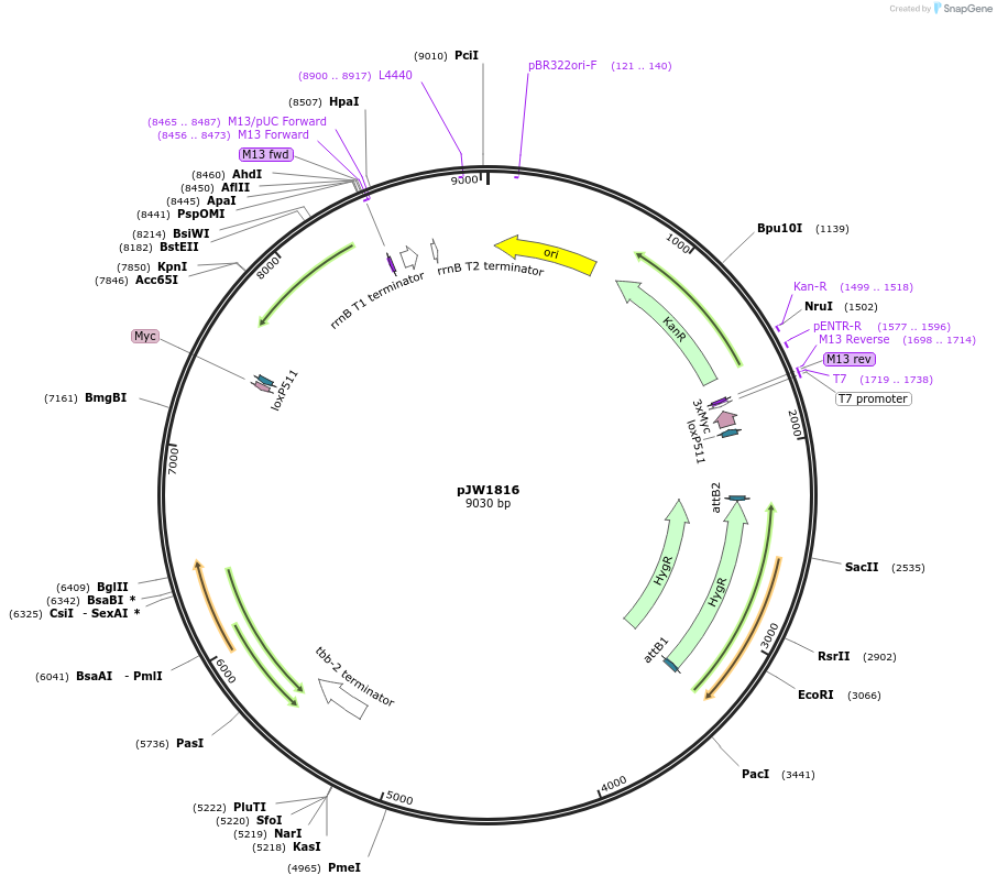 154320-plasmid-map-sequence-id-318640