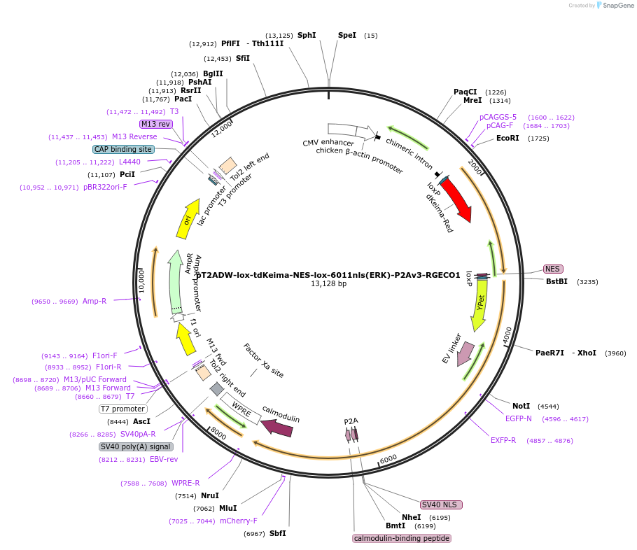 162486-plasmid-map-sequence-id-318641