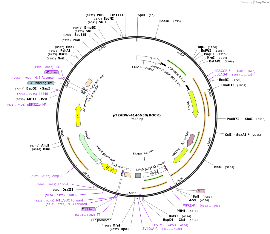 162485-plasmid-map-sequence-id-318662