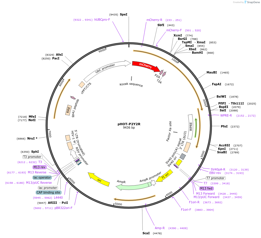 159108-plasmid-map-sequence-id-318664