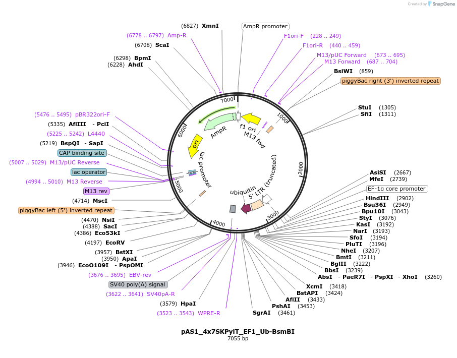 162801-plasmid-map-sequence-id-318665