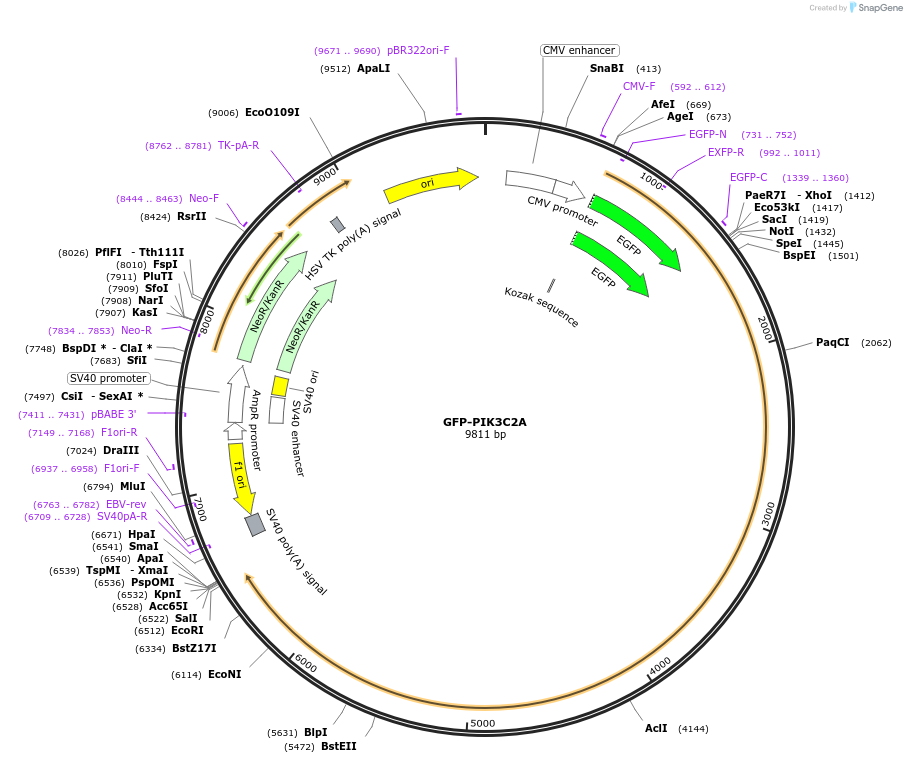 161988-plasmid-map-sequence-id-318673