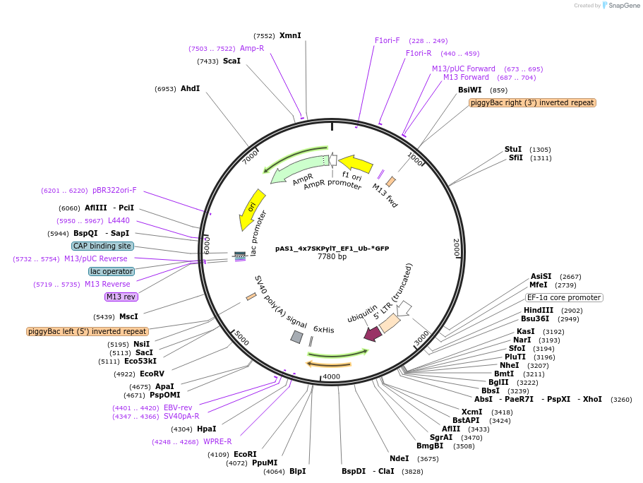 162806-plasmid-map-sequence-id-318675