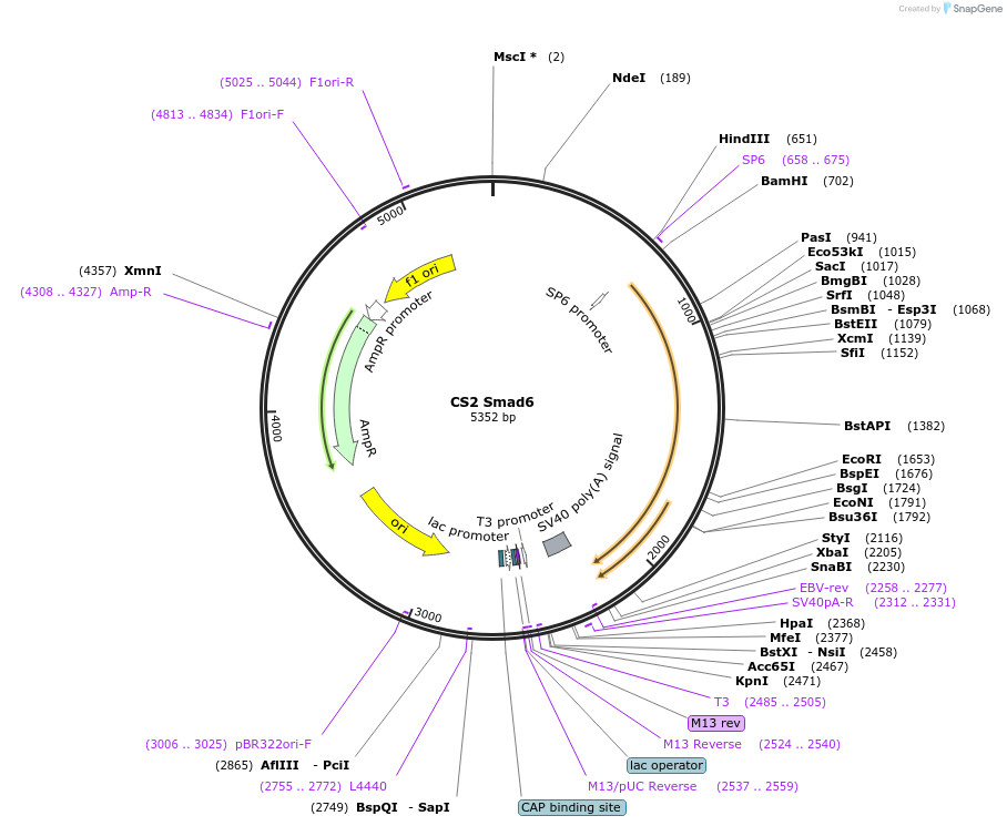 14960-plasmid-map-sequence-id-318677