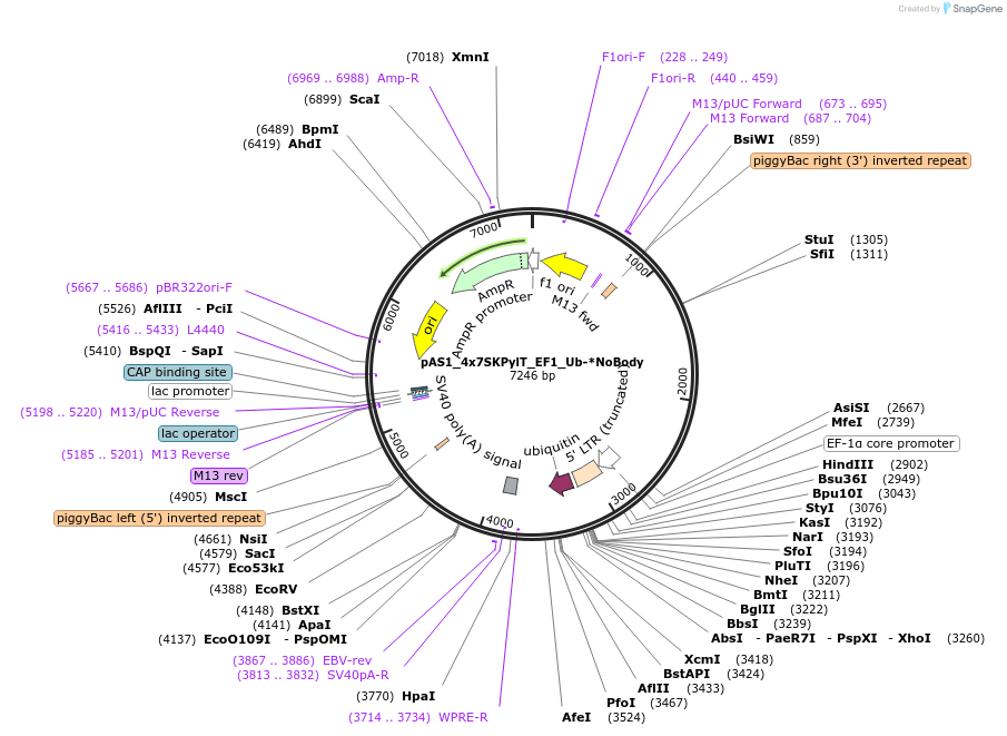 162807-plasmid-map-sequence-id-318678