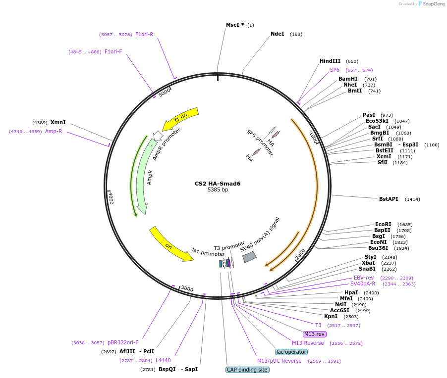 14962-plasmid-map-sequence-id-318679
