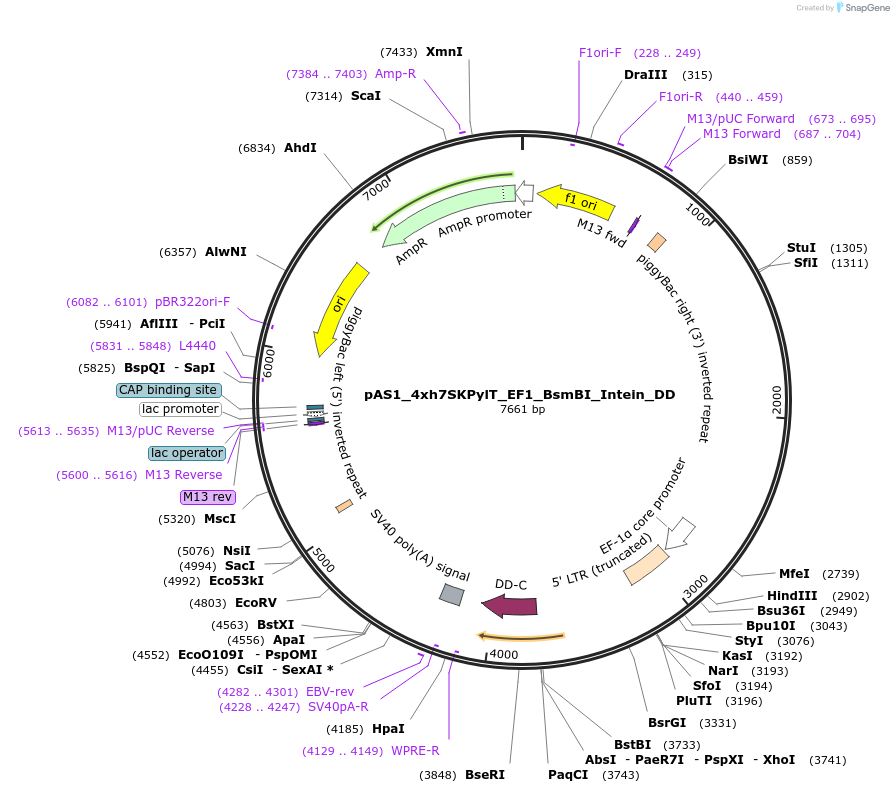 162810-plasmid-map-sequence-id-318680
