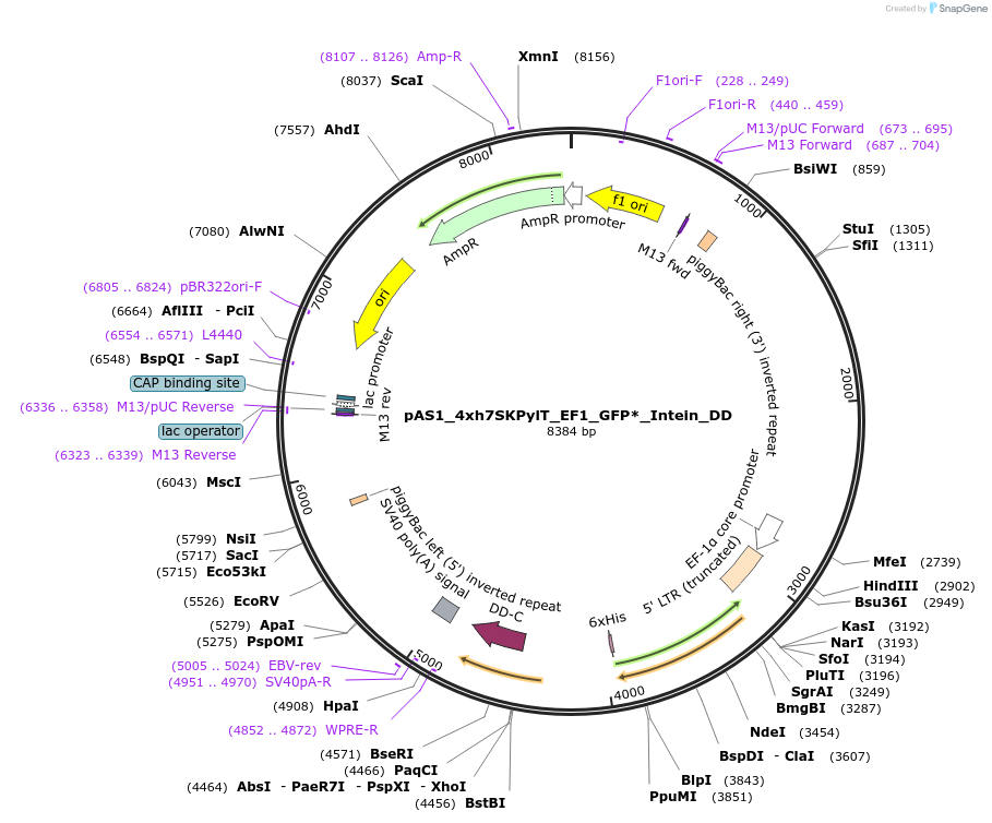 162812-plasmid-map-sequence-id-318685