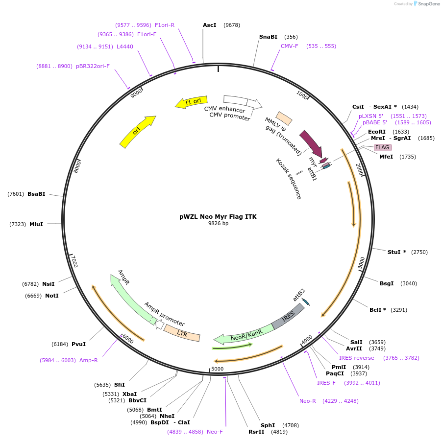 20507-plasmid-map-sequence-id-318690