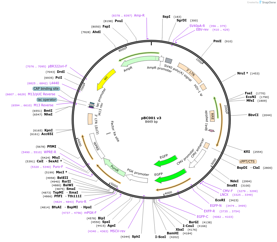 161711-plasmid-map-sequence-id-318739