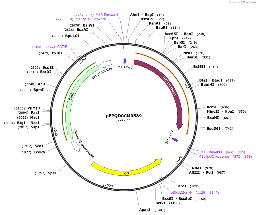 162306-plasmid-map-sequence-id-318740