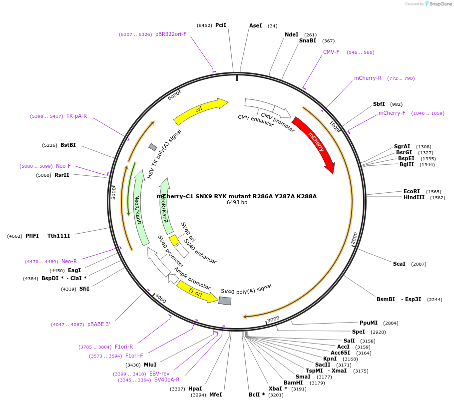 161993-plasmid-map-sequence-id-318744
