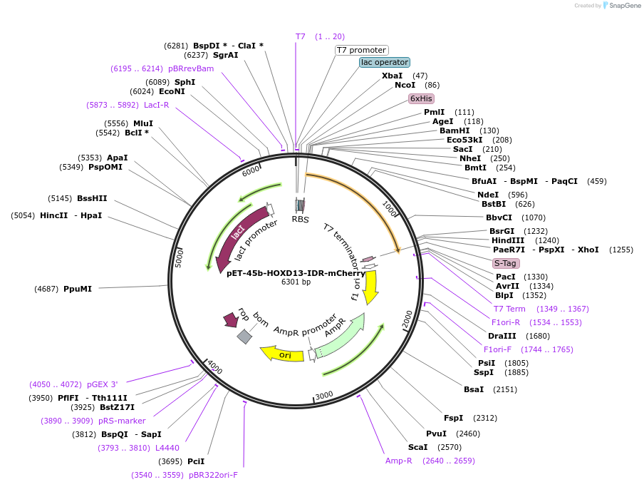 145280-plasmid-map-sequence-id-318747