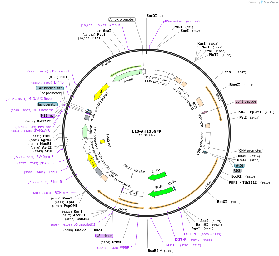 40879-plasmid-map-sequence-id-318759