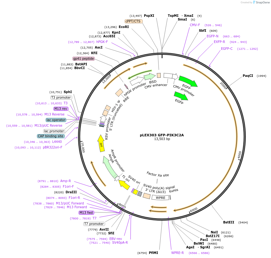 162000-plasmid-map-sequence-id-318762