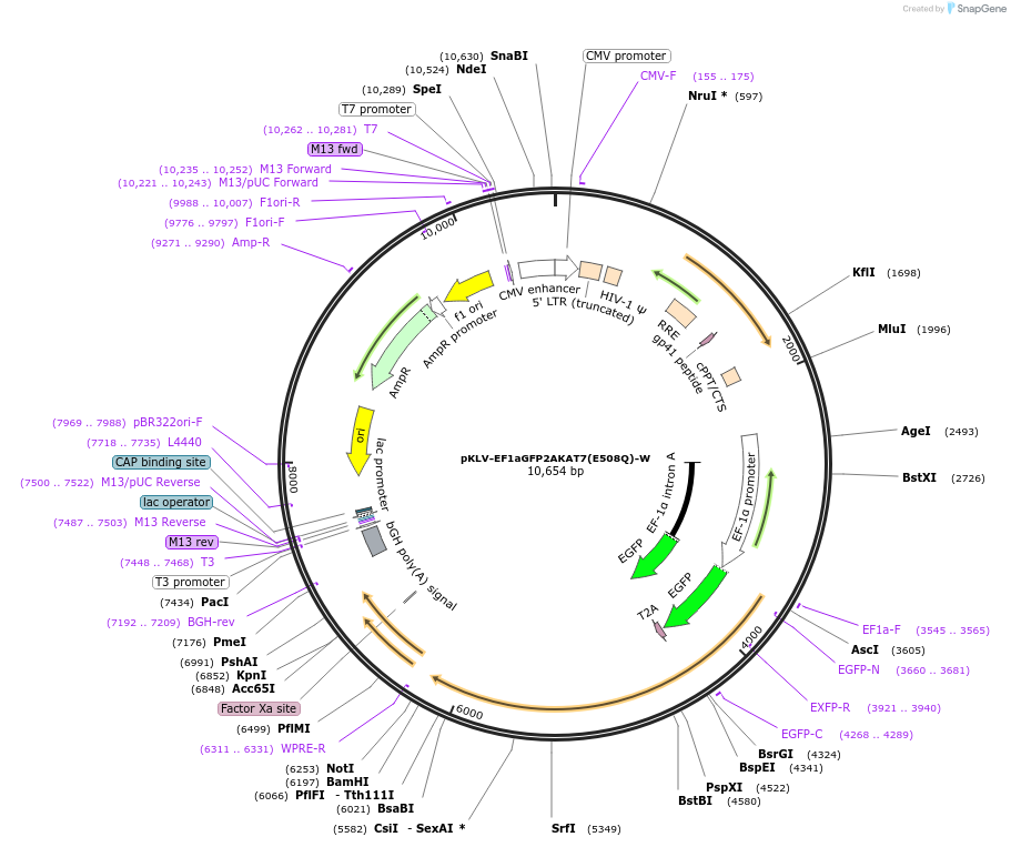 159293-plasmid-map-sequence-id-318763