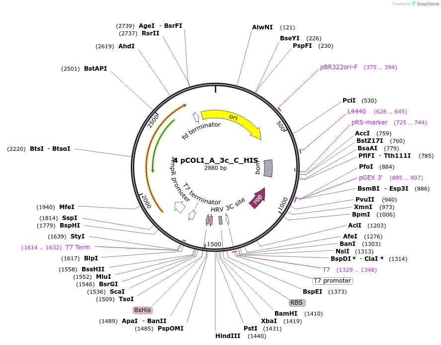 160243-plasmid-map-sequence-id-318774