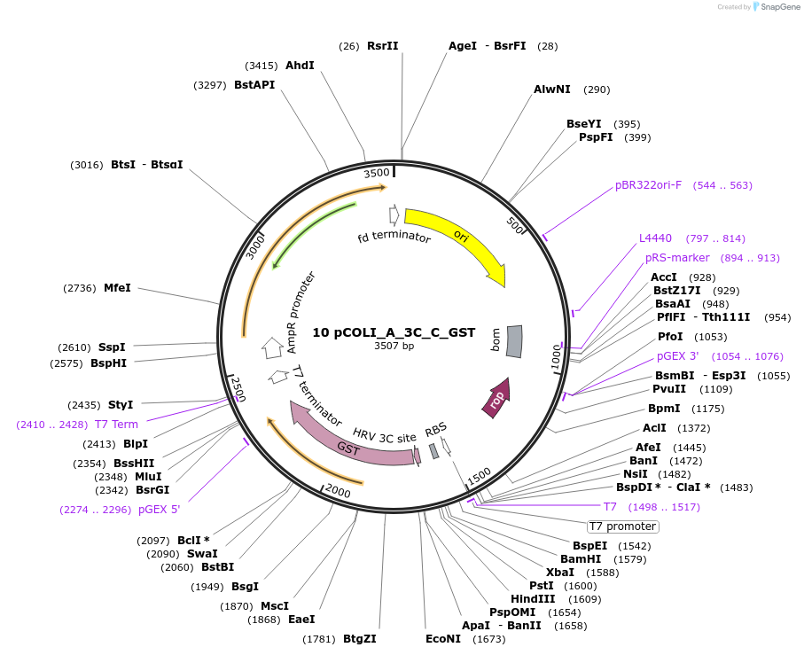 160246-plasmid-map-sequence-id-318777