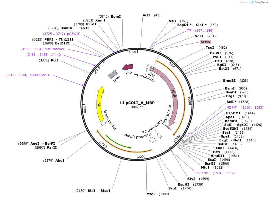 160247-plasmid-map-sequence-id-318778