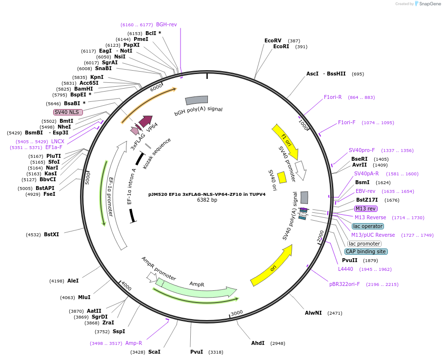 161539-plasmid-map-sequence-id-318784