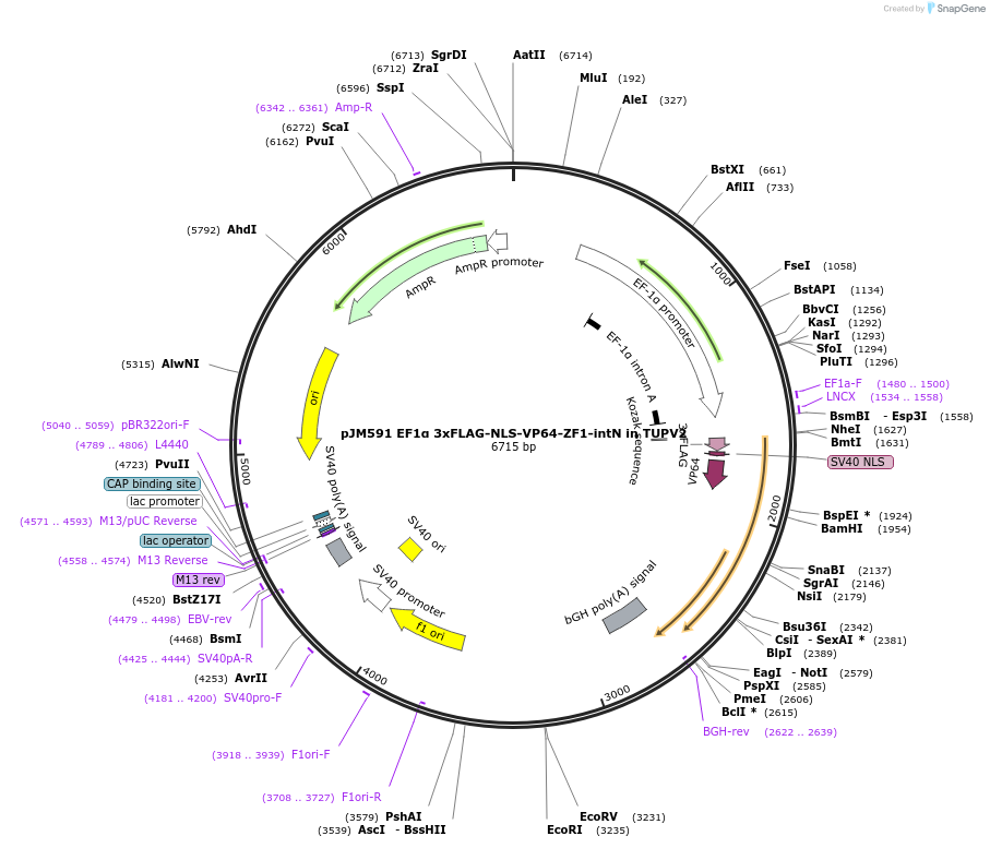 161567-plasmid-map-sequence-id-318787