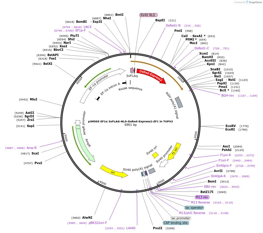 161535-plasmid-map-sequence-id-318790