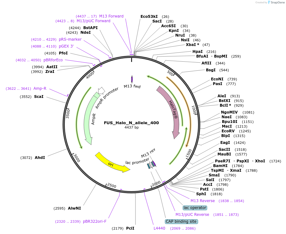 161767-plasmid-map-sequence-id-318796