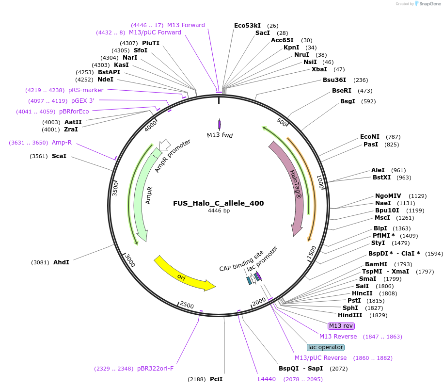 161768-plasmid-map-sequence-id-318798