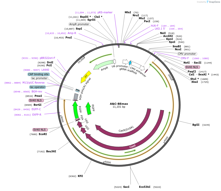 157947-plasmid-map-sequence-id-318808