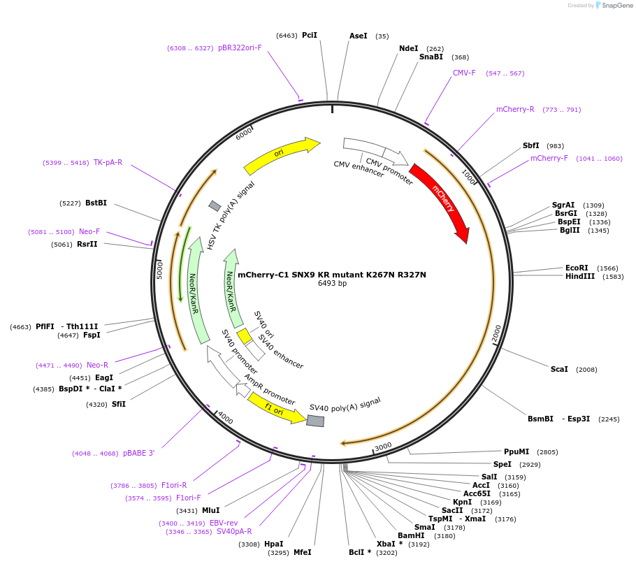 161994-plasmid-map-sequence-id-318809