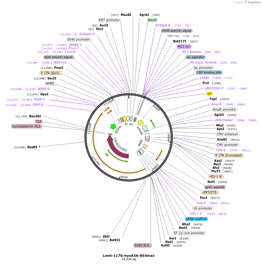 157946-plasmid-map-sequence-id-318810