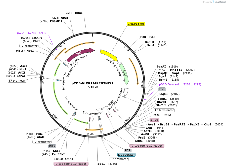 160879-plasmid-map-sequence-id-318813
