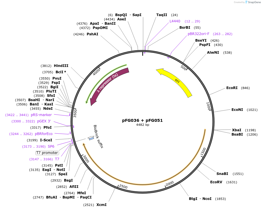 137997-plasmid-map-sequence-id-318822