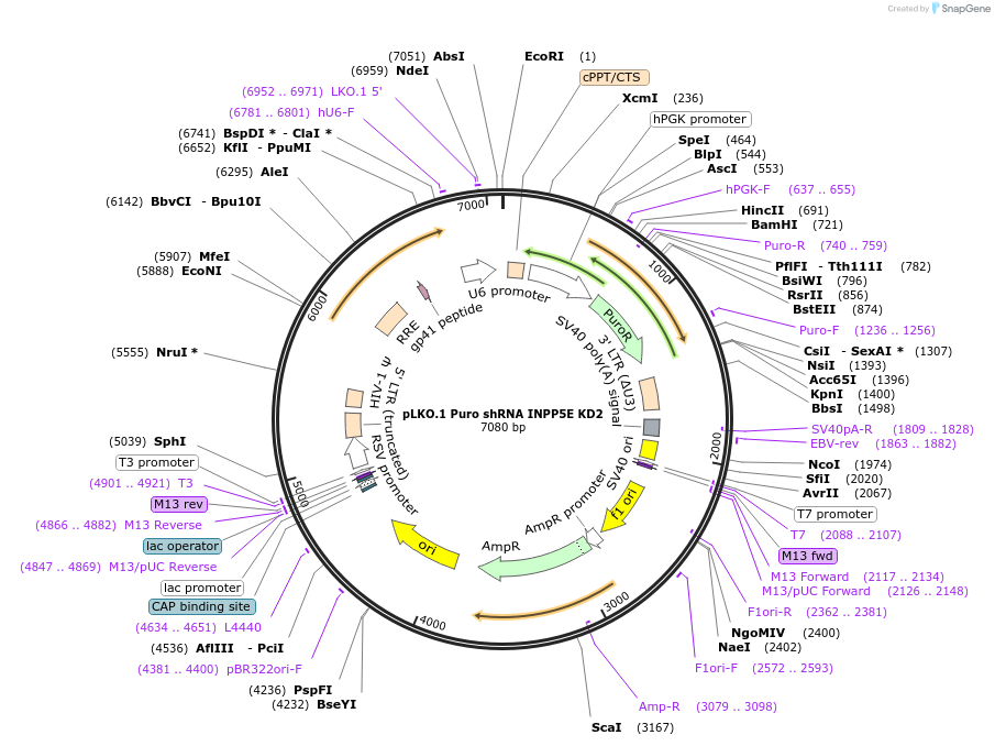 162005-plasmid-map-sequence-id-318823