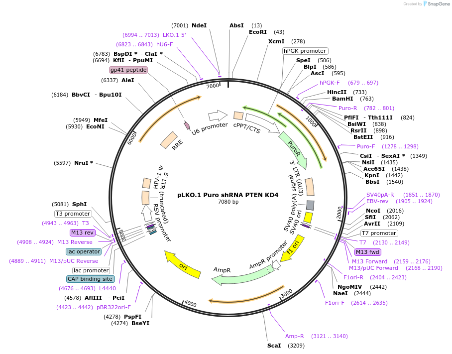 162010-plasmid-map-sequence-id-318828