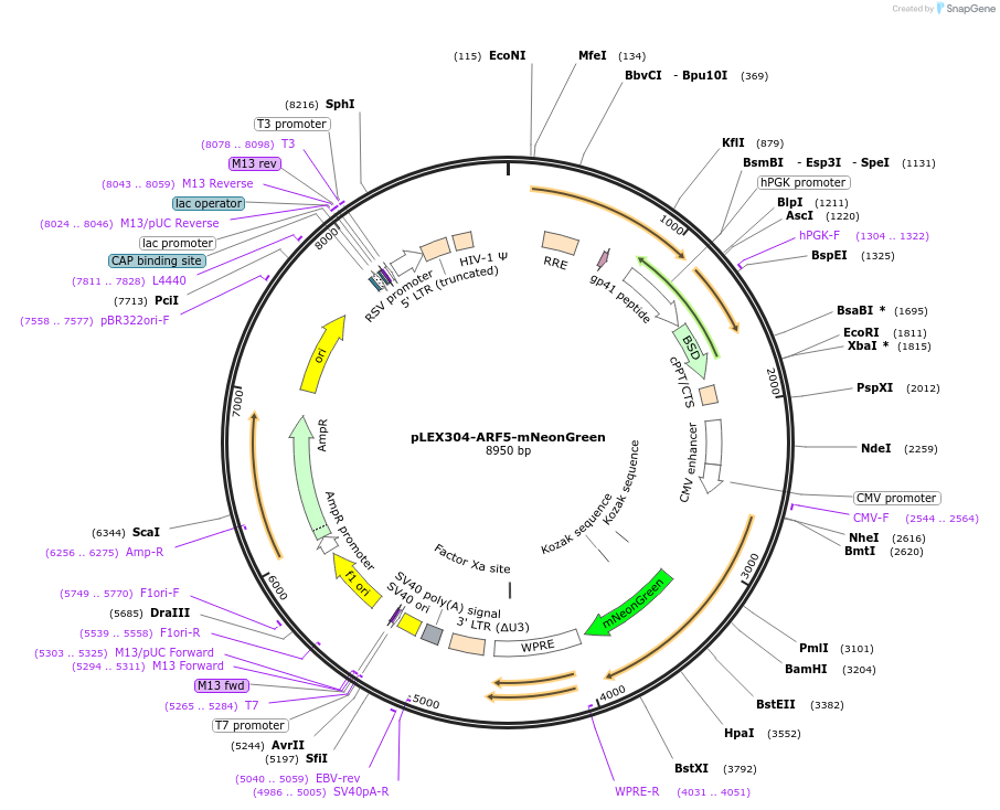 162025-plasmid-map-sequence-id-318831