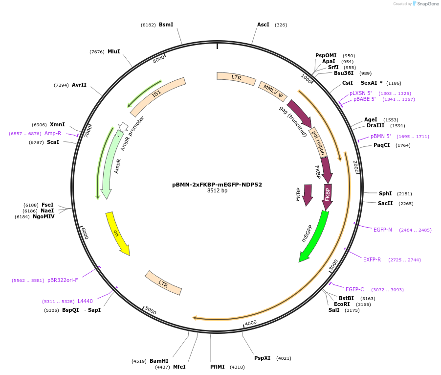 110465-plasmid-map-sequence-id-318835