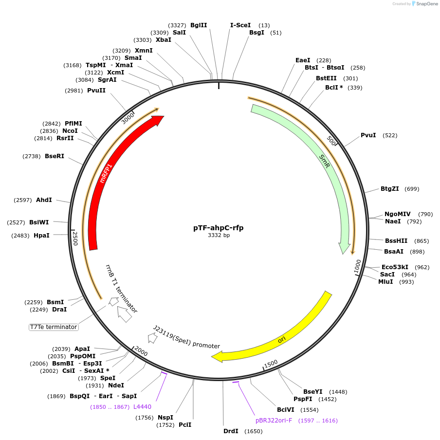 153035-plasmid-map-sequence-id-318838