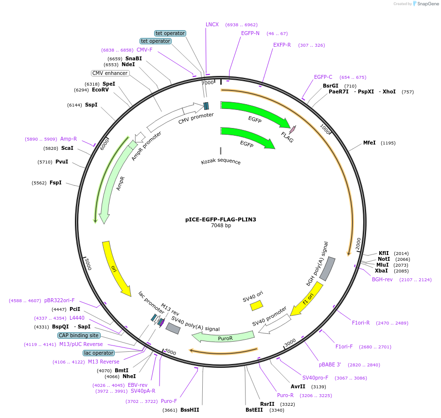 161918-plasmid-map-sequence-id-318840