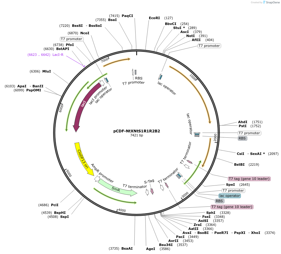 160882-plasmid-map-sequence-id-318842