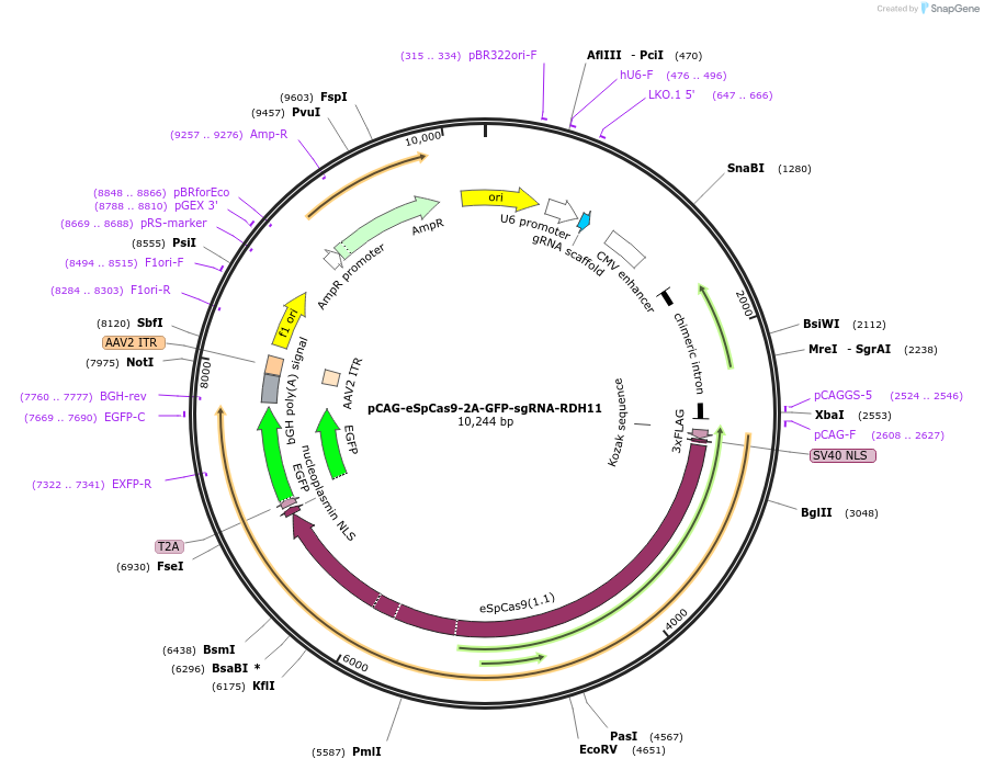 161924-plasmid-map-sequence-id-318847